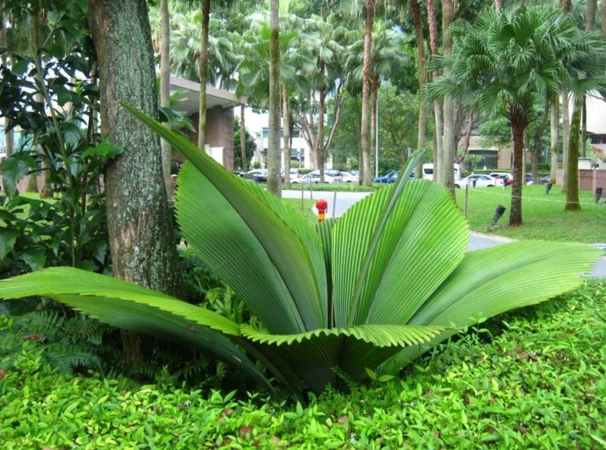 Download 980 Koleksi Gambar Flora Asiatis Australis Dan Peralihan Paling Baru 