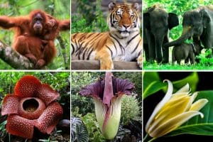 40 Gambar Flora Endemik Indonesia Gratis Terbaik