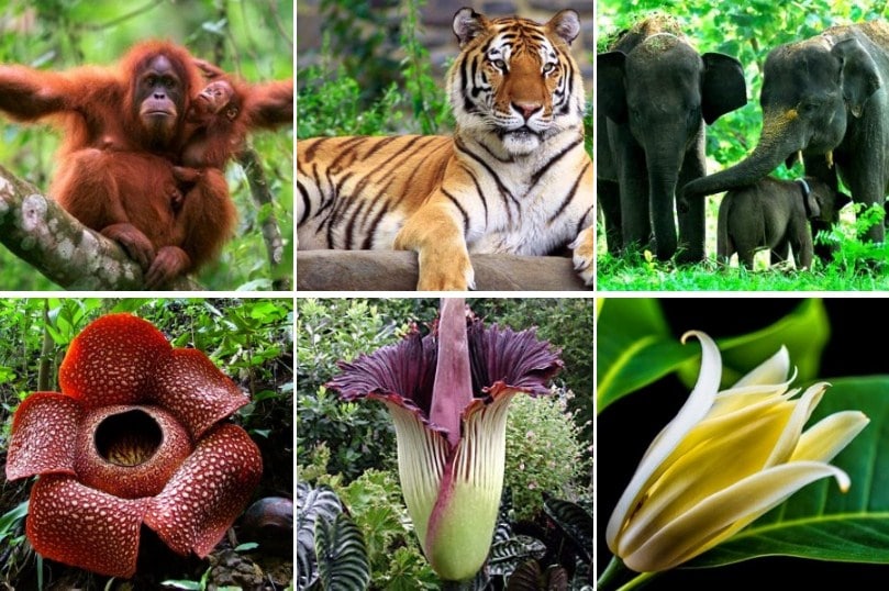 Mengenal Jenis Flora  Dan  Fauna  Endemik  Pulau Sumatera 