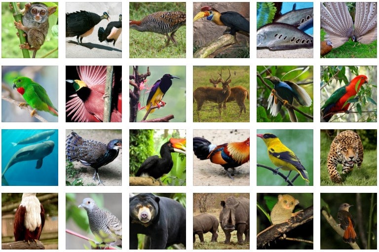 480 Koleksi Gambar Hewan Flora Dan Fauna Di Indonesia Terbaik