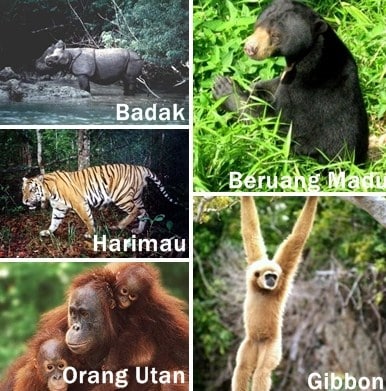 Kumpulan Koleksi Gambar Fauna Indonesia Bagian Tengah Beserta Penjelasannya HD