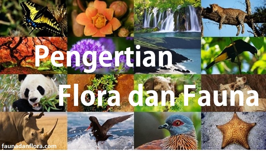 Pengertian Dan  Penyebaran Flora  Dan  Fauna  Di  Indonesia  