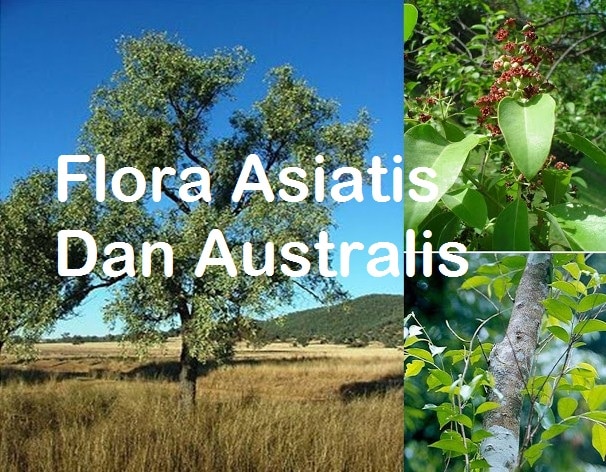 Download 980 Koleksi Gambar Flora Asiatis Australis Dan Peralihan Paling Baru 