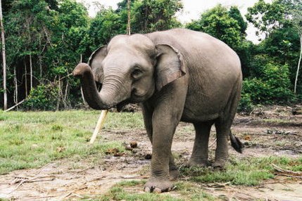 gajah sumatera