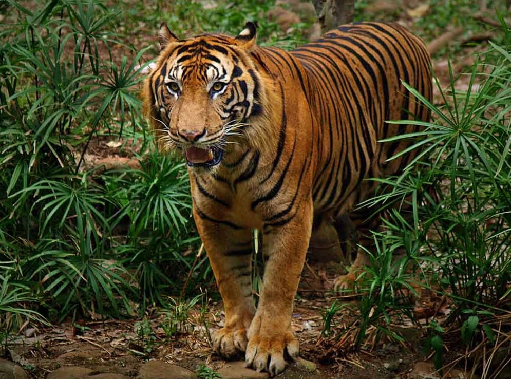 81 Gambar Ragam Hias Fauna Harimau Terbaik