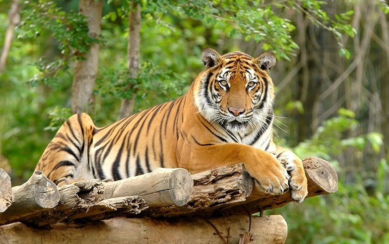 harimau sumatra