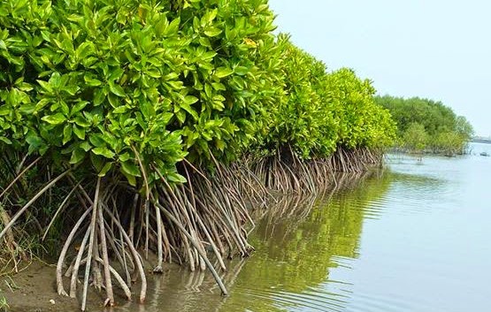 hutan mangrove indah