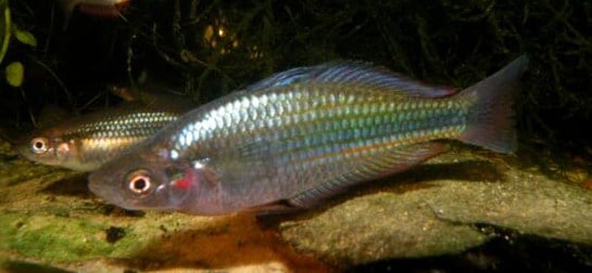 ikan bulalao