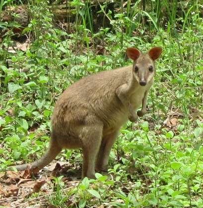 kanguru papua