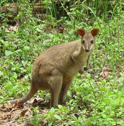 Unduh 770 Gambar Flora Dan Fauna Yang Dilindungi Di Indonesia Paling Bagus HD