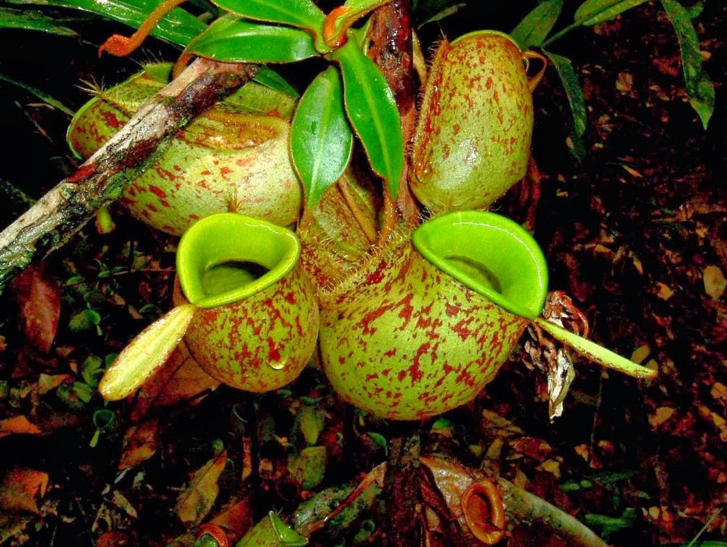 Gambar Flora Peralihan