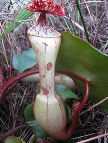  Pengertian  Dan  Penyebaran Flora Dan  Fauna Di Indonesia 