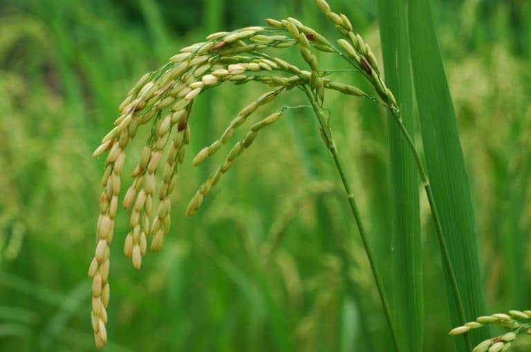 Tumbuhan Monokotil Pengertian , Ciri , Suku Dan Jenis