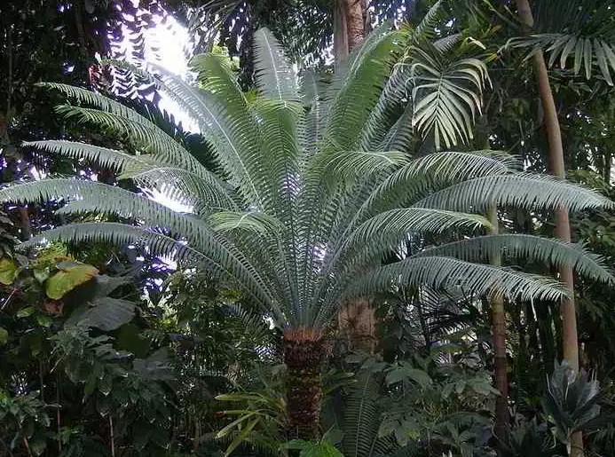 CiriCiri Flora Asiatis dan Australis Di Indonesia Beserta