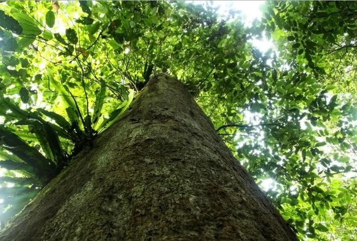 10 Fauna  dan  Flora  Terlangka di  Indonesia Flora  dan  Fauna 