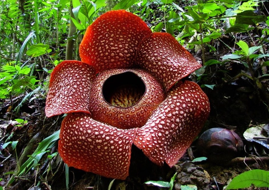 10 Fauna  dan  Flora  Terlangka di Indonesia Flora  dan  Fauna 