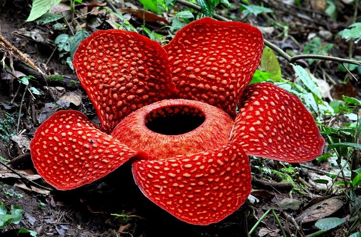 Download 980 Koleksi Gambar Flora Asiatis Australis Dan Peralihan Paling Baru 