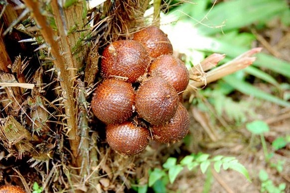 salak condet