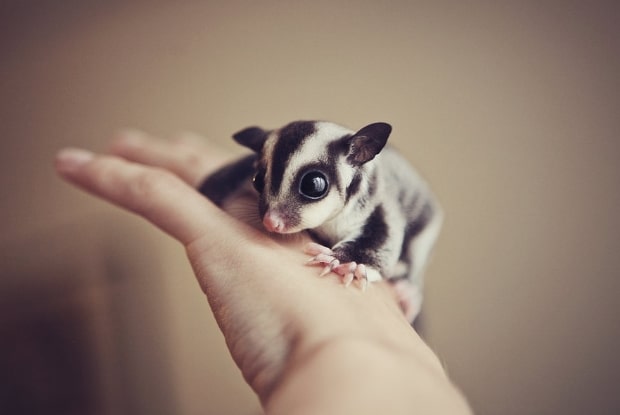 sugar glider