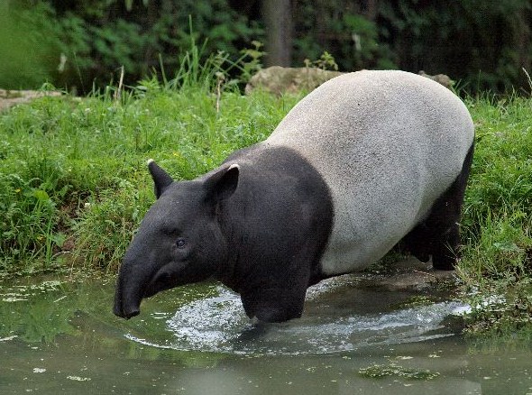 tapir