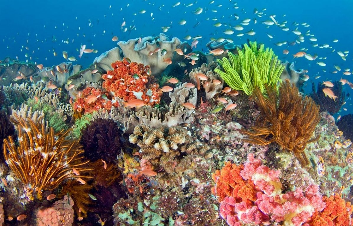 Indonesia memang kaya akan keindahan alamnya. Tak heran jika Indonesia juga memiliki terumbu karang yang memanjakan mata kita, salah satunya yaitu di Pulau Kanawa