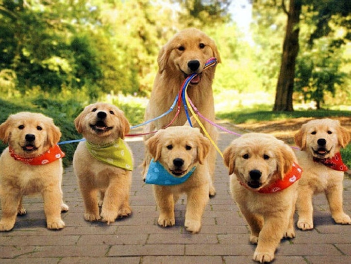 Anjing Golden Retriver lucu