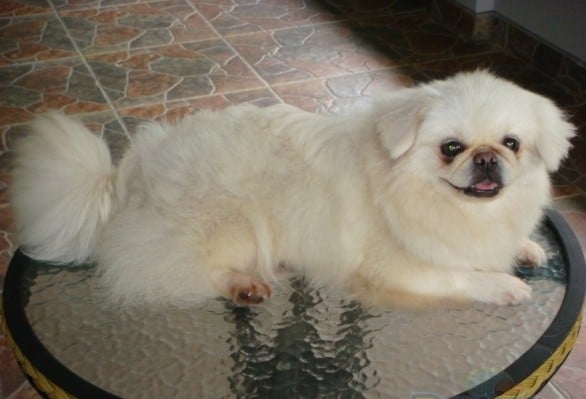 Anjing Pekingese lucu