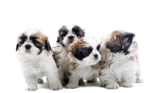 Anjing Shih-Tzu