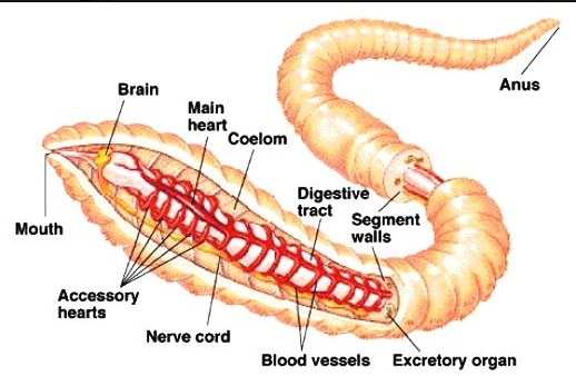 Annelida