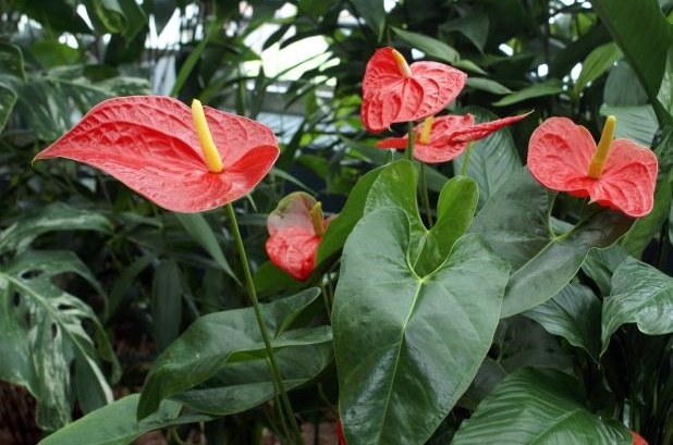 8 iJenisi iTanamani iHiasi Anthurium Paling Populer a Flora dan 