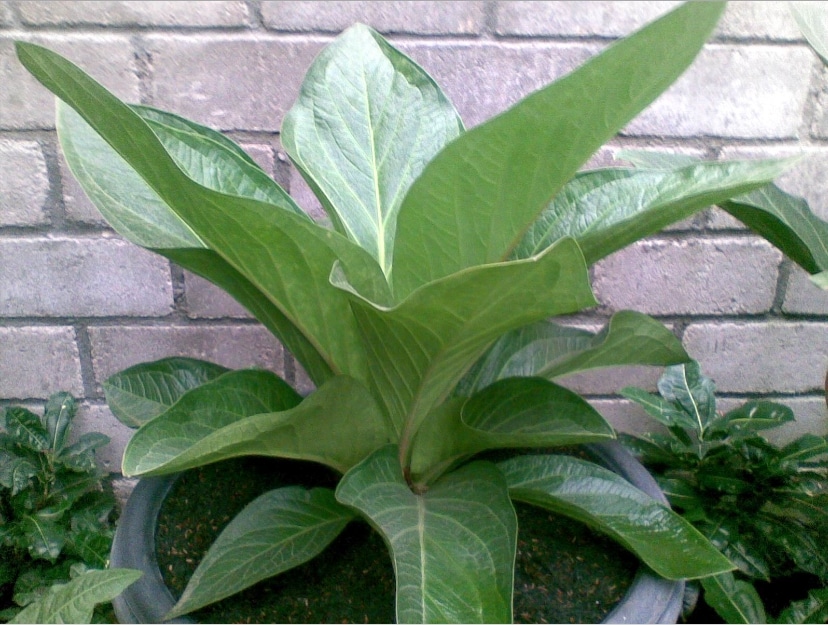 Anthurium Jenmani hibrid