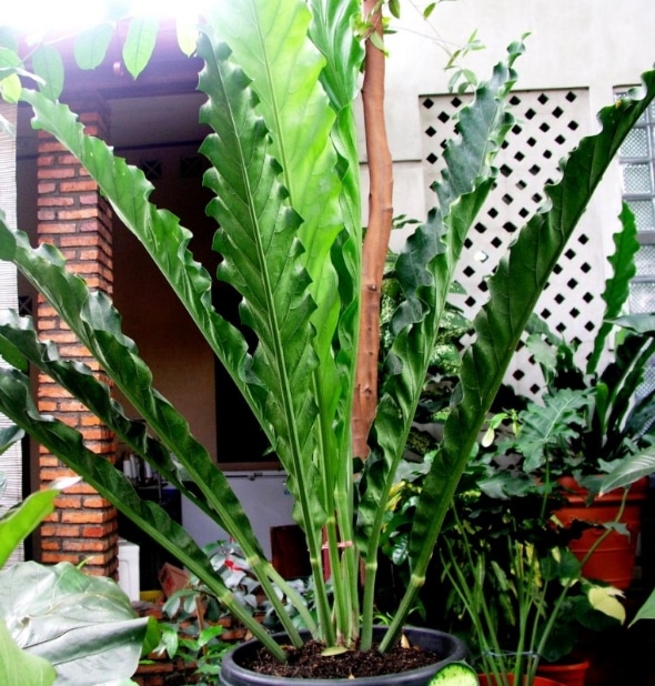 8 Jenis Tanaman Hias Anthurium Paling Populer Faunadanflora Com