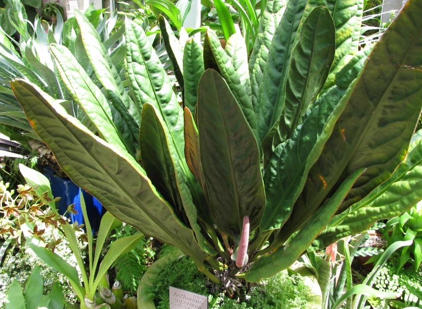 Anthurium Superbum pot