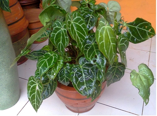 Anthurium crystallinum pot