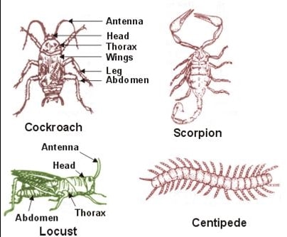 Arthropoda