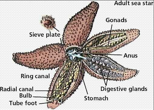 Echinodermata