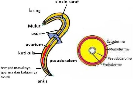 Nemathelminthes