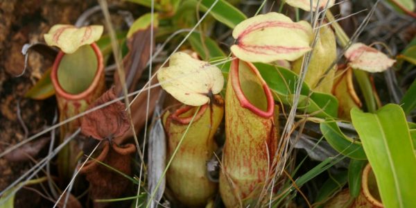 Nepenthes Abalata