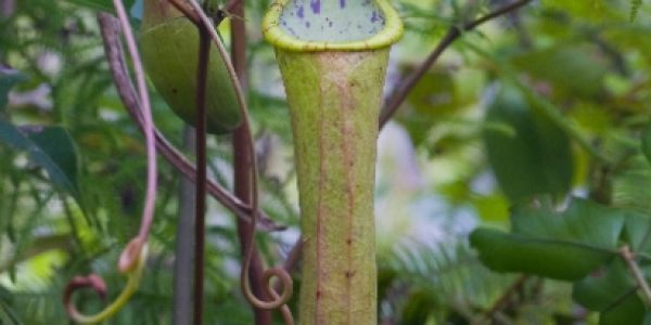 Nepenthes Alata