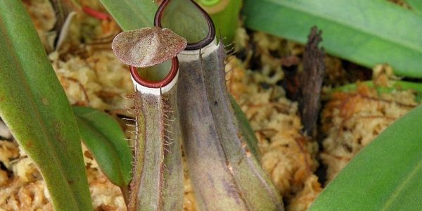 Nepenthes Albomarginata