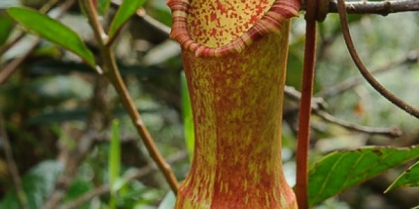 Nepenthes Appendiculata