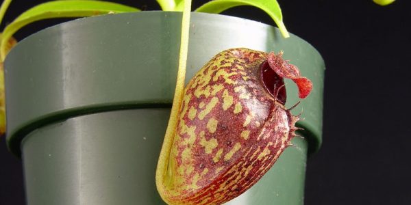 Nepenthes Aristolochioides