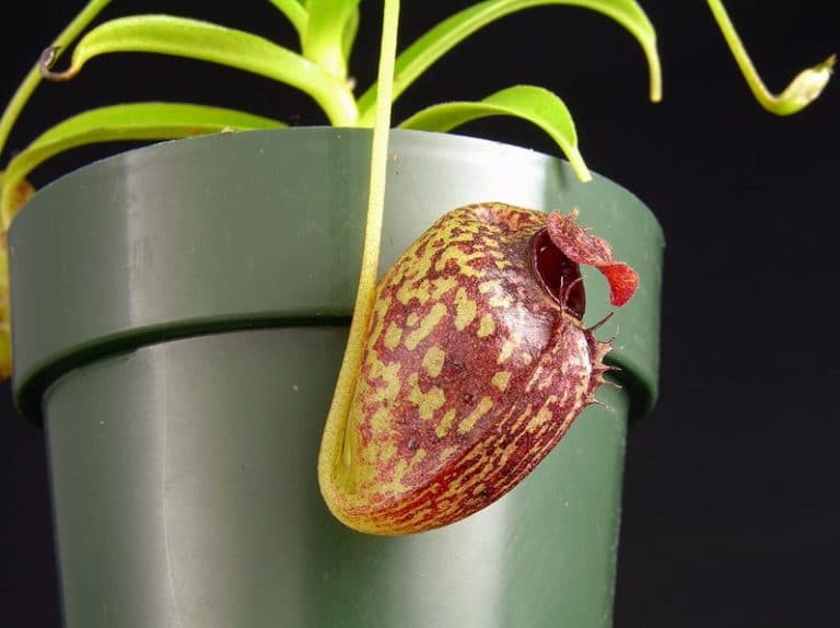 Nepenthes Aristolochioides