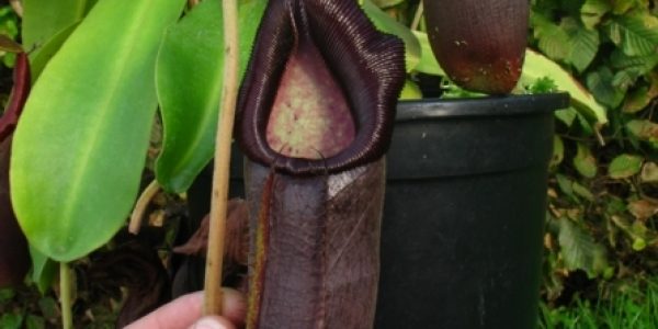 Nepenthes Bongso