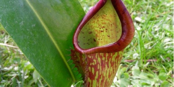 Nepenthes Copelandii