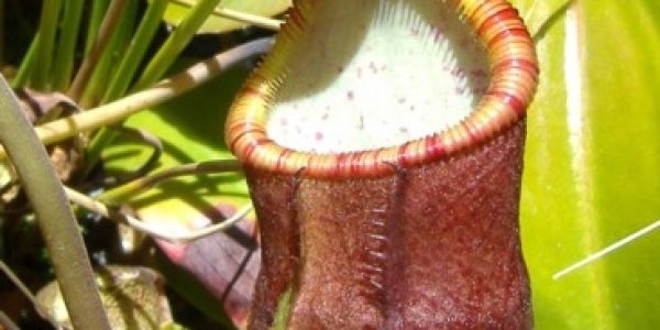 Nepenthes Diatas