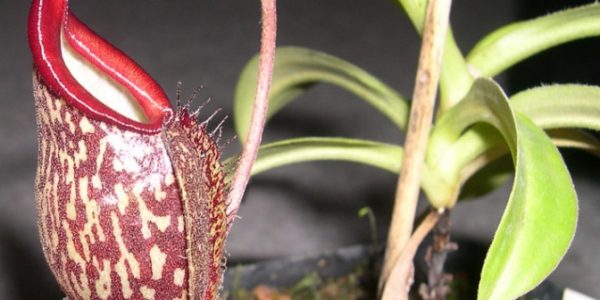 Nepenthes Gymnamphora