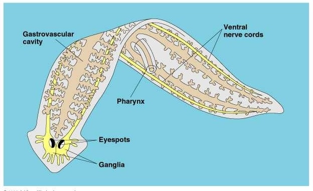 Platyhelminthes