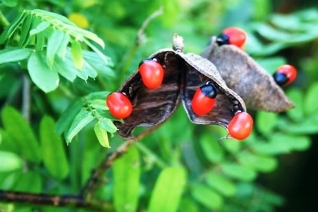 Rosary Pea