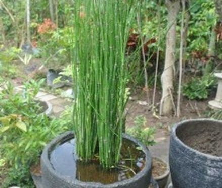 bambu air